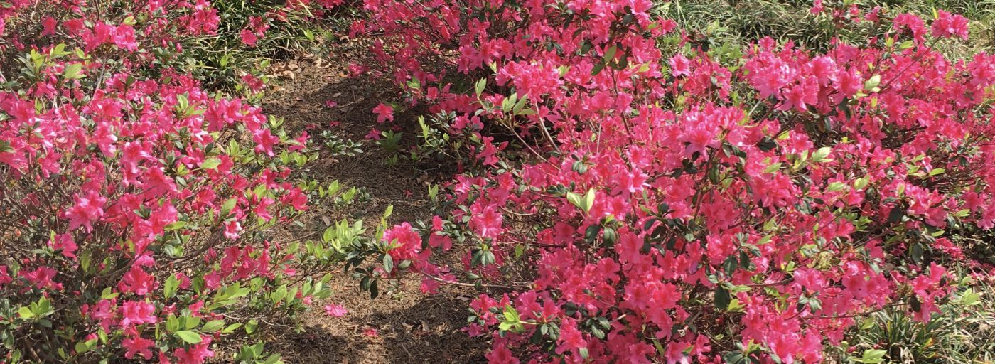 Blooming on the Red Line: Frame Dance + Spring = Metro Dances