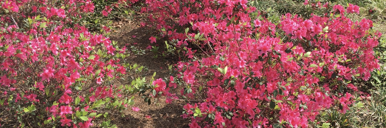 Blooming on the Red Line: Frame Dance + Spring = Metro Dances